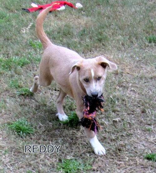 Reddy