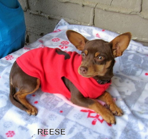 Reese