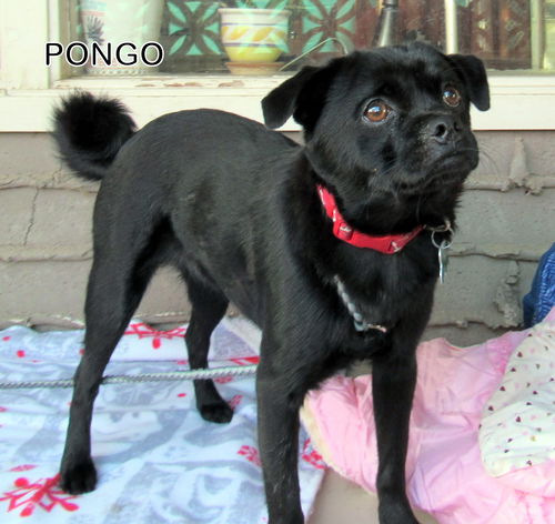 Pongo