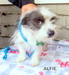 Alfie