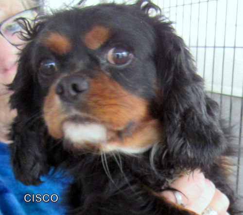 Cisco (Ritzy)