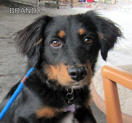 Brandy