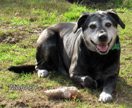 Marley (GrandPaws)