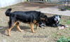 Marley (GrandPaws)