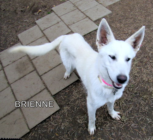 Brienne