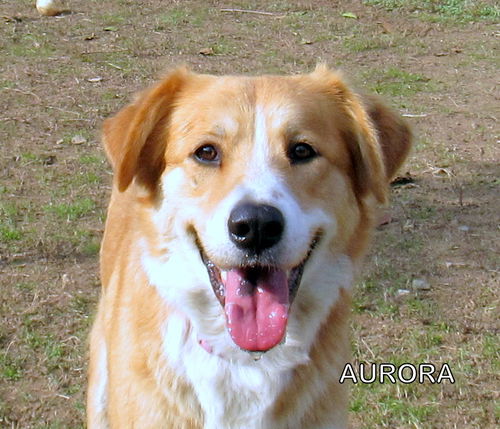 Aurora
