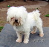 Myles (Ritzy-GrandPaws)
