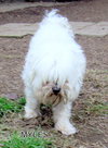 Myles (Ritzy-GrandPaws)