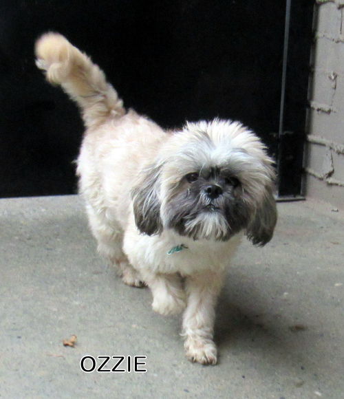 Ozzie