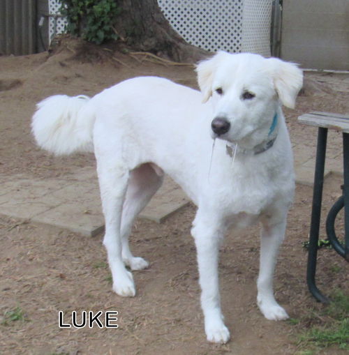 Luke (Ritzy)