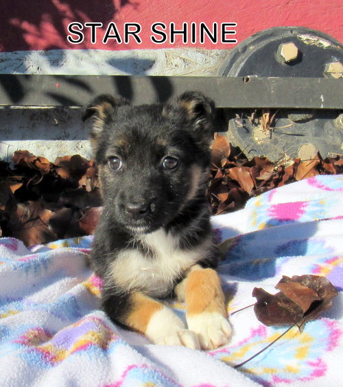 Star Shine (Puppy)