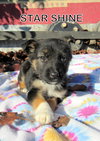 Star Shine (Puppy)