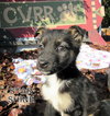 Star Shine (Puppy)