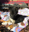 Star Shine (Puppy)