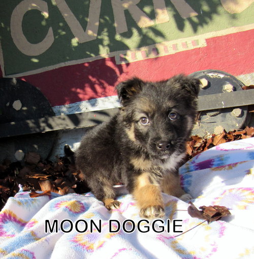 Moon Doggie (Puppy)
