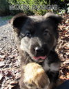 Moon Doggie (Puppy)