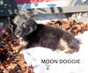 Moon Doggie (Puppy)