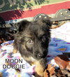 Moon Doggie (Puppy)