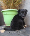 Sunny Bear