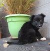 Sunny Bear