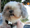 Smitty (Ritzy)