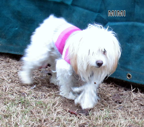 Mimi (Ritzy)
