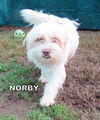 Norby (Ritzy)