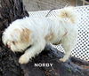 Norby (Ritzy)