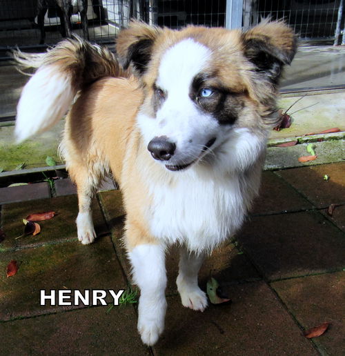 Henry (Ritzy)