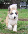 Henry (Ritzy)