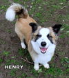 Henry (Ritzy)