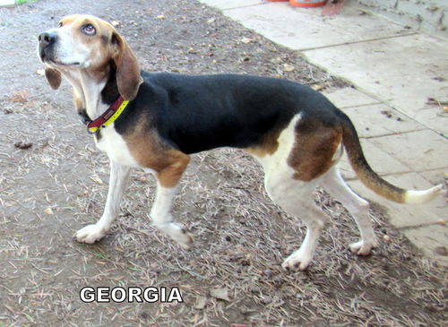 Georgia (Ritzy)