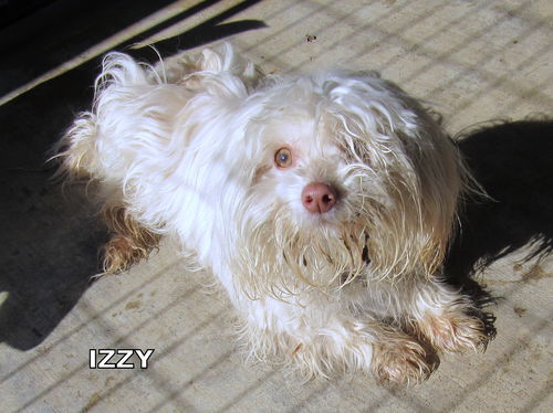 Izzy (Ritzy)