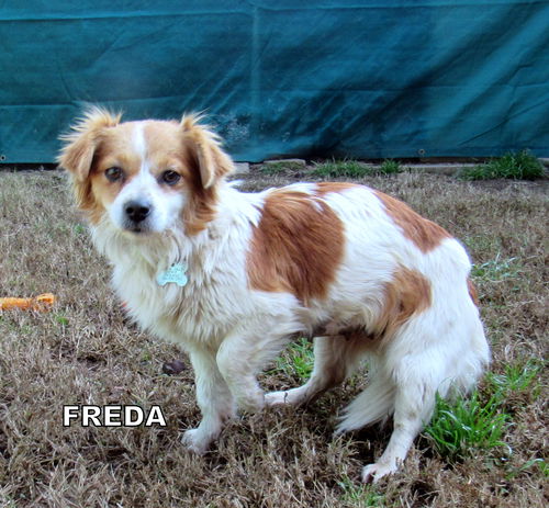 Freda