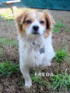 Freda