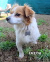 Freda