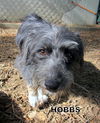 Hobbs