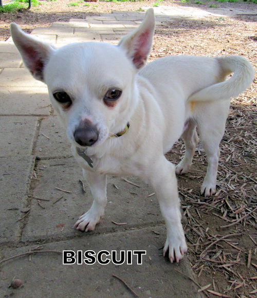 Biscuit