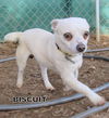 Biscuit