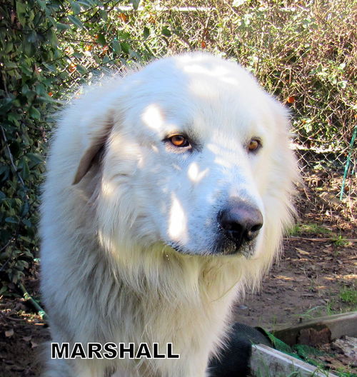 Marshall