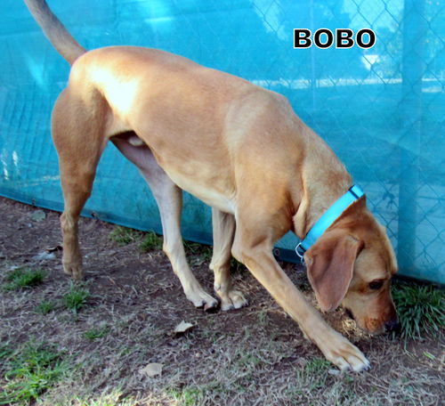 Bobo