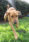 Bobo
