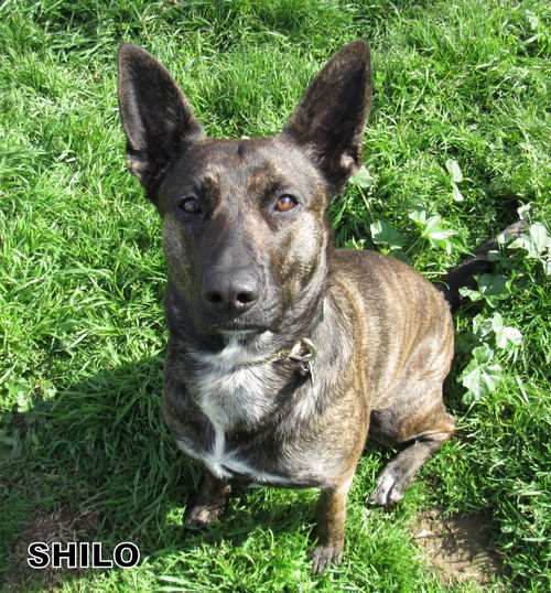 Shilo