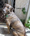 Shilo