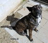 Shilo