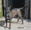 Shilo