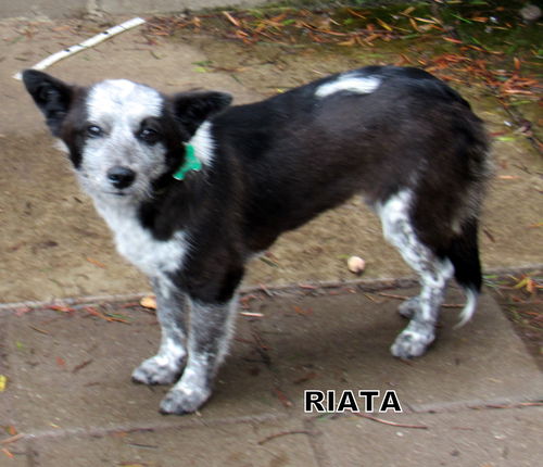 Riata