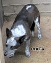 Riata