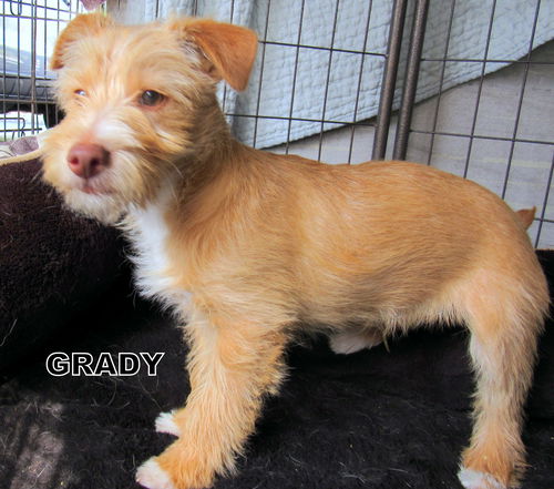 Grady (Puppy)