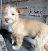 Grady (Puppy)